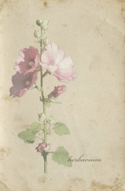 Grunge arka plan ile bir hollyhocks