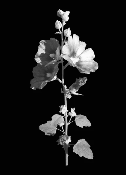 Black background with a hollyhocks — Stock Photo, Image