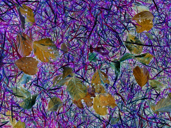 가을 잎의 다채 로운 배경 — 스톡 사진