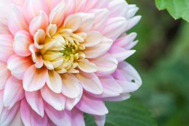 Beyaz pembe dahlia çiçeği