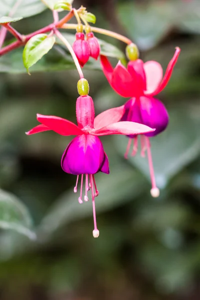 Fuchsie květ na stromě — Stock fotografie