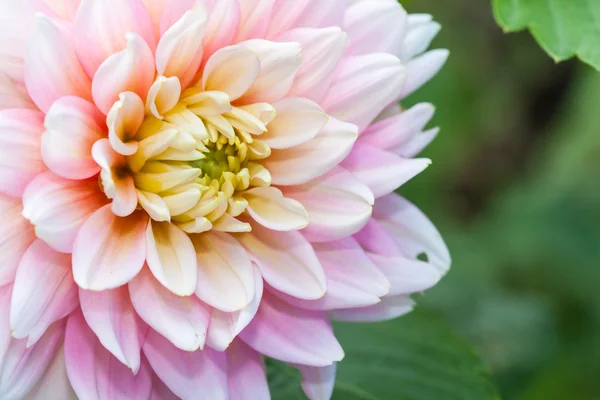Біло-рожева квітка далії — стокове фото