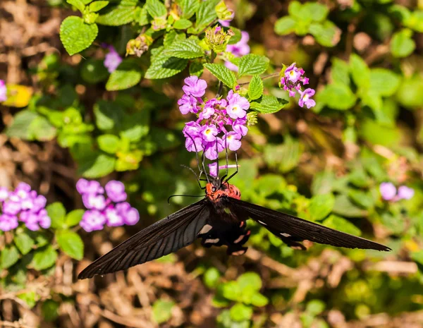 ピンクの花と黒蝶 — ストック写真