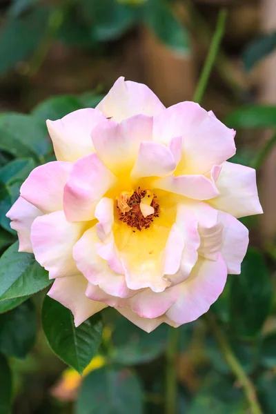 Rosa bianca rosa — Foto Stock