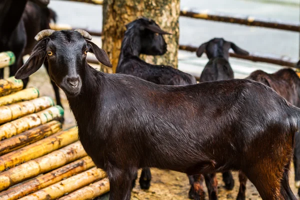 Chèvres noires à la ferme — Photo