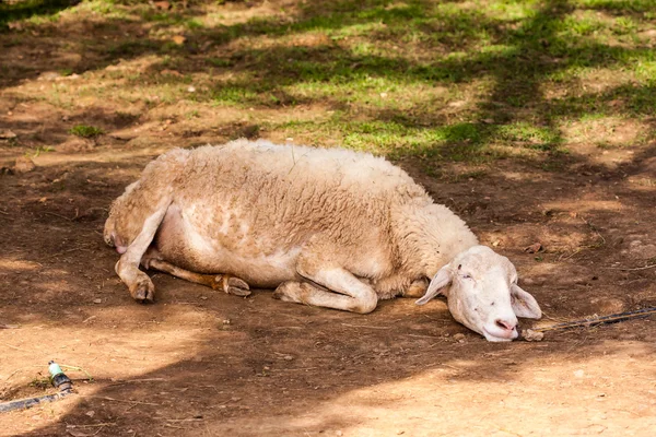 Mouton brun étendu sur le sol dans la ferme — Photo