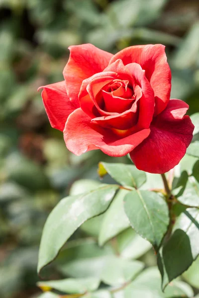 Rote Rose als schwarzer Tee bezeichnet — Stockfoto