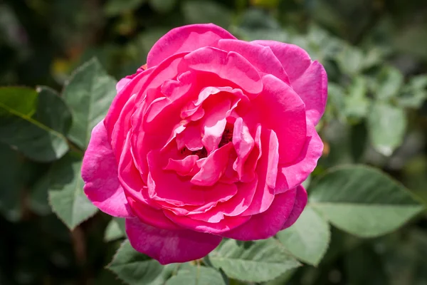 Ροζ τριαντάφυλλο κοντά — Φωτογραφία Αρχείου