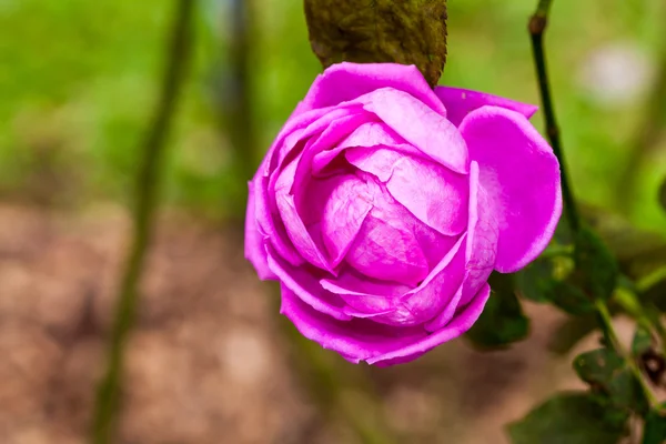 Rosa roxa na árvore — Fotografia de Stock