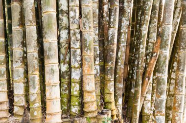 Bambu ağaçları modeli yatay