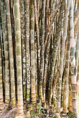 Bambu ağaçları desen dikey