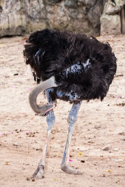 鸵鸟鸟清洗它的腿 — 图库照片