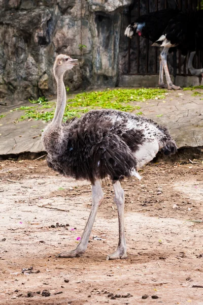 Struisvogel vogel staande in dierentuin — Stockfoto