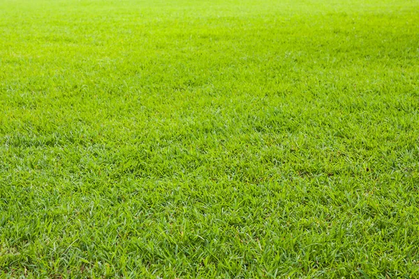 녹색 풀 밭 — 스톡 사진