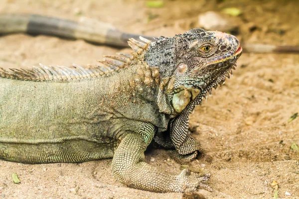 Lagarto iguana parado en el suelo —  Fotos de Stock