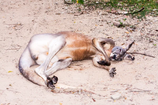 Yerde yatan kahverengi kanguru — Stok fotoğraf