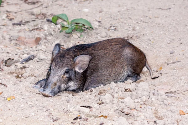 Zwarte wilde zwijnen — Stockfoto