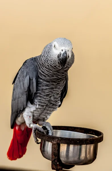 Gray macaw with red tail — Stock Photo, Image