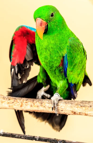 Guacamayo verde mostrar ala en percha —  Fotos de Stock