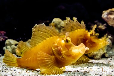 Çift yaprak scorpionfish su altında