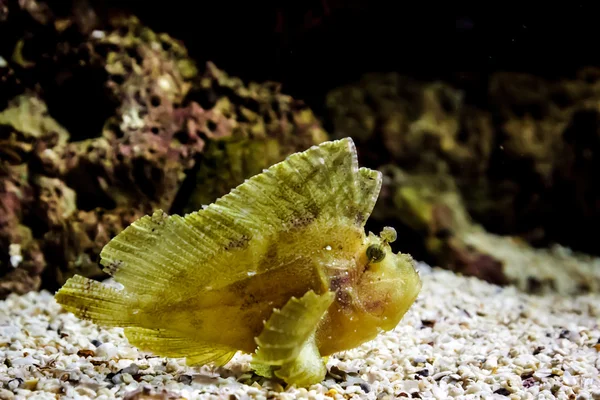 Scorfano delle foglie sott'acqua — Foto Stock