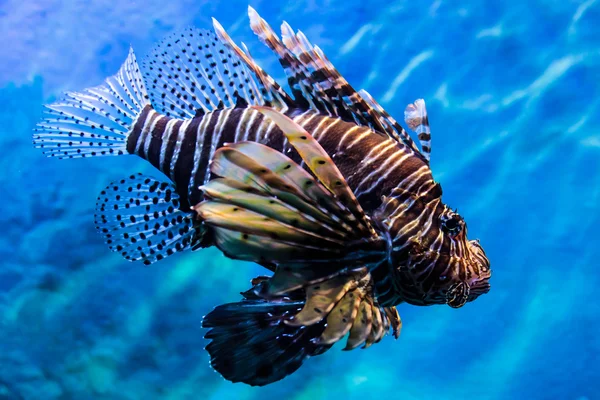 Peixe-leão na água — Fotografia de Stock