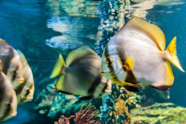 Beyaz Melek balığı siyah çizgili Sarı kuyruk