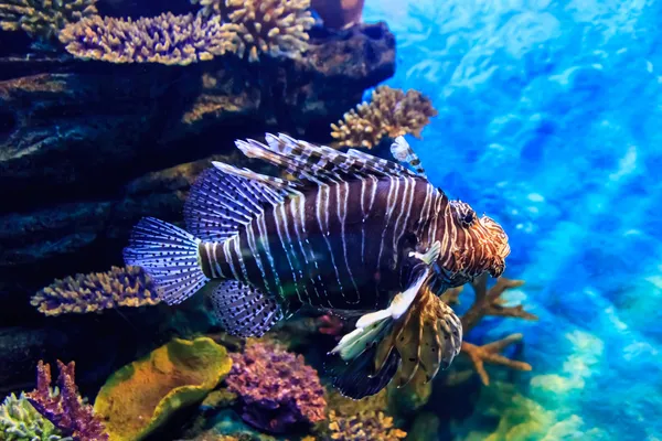 Lion fish in the water — Stock Photo, Image