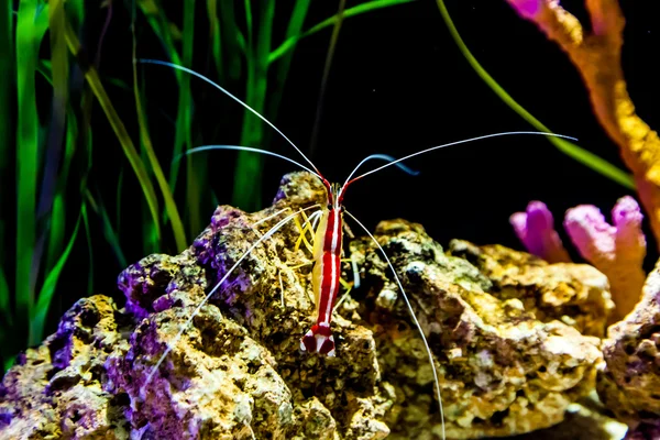 Boxer shrimp in the water — Stock Photo, Image