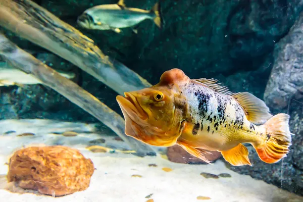 Orange peacock bas fisk — Stockfoto