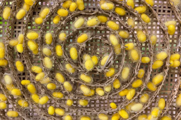 Yellow cocoons — Stock Photo, Image