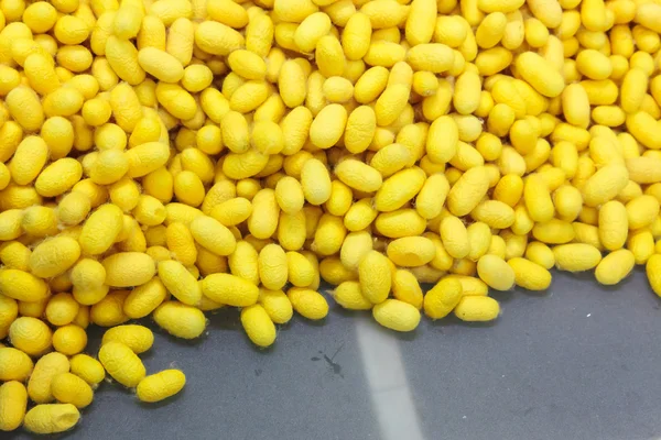 Yellow cocoons — Stock Photo, Image