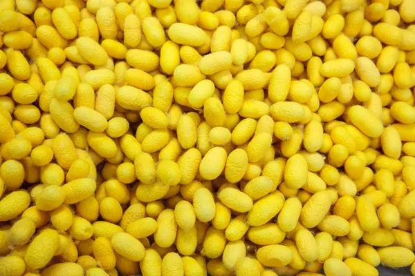 Yellow cocoons surface — Stock Photo, Image