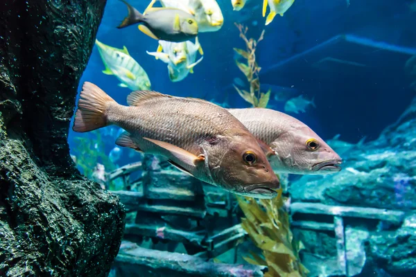 Bass fish — Stock Photo, Image