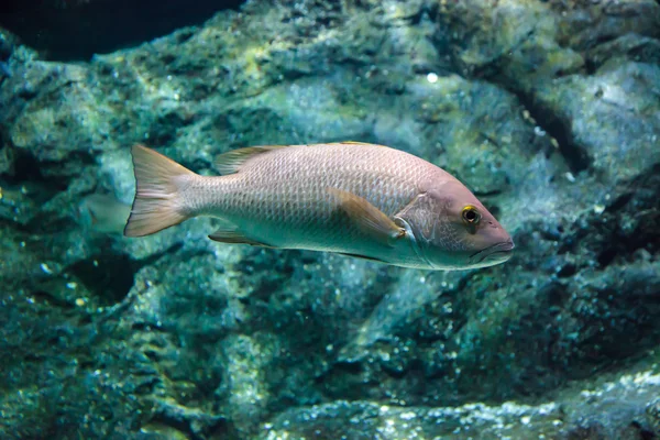 低音の魚 — ストック写真