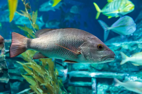 Peixe do robalo — Fotografia de Stock