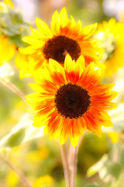 Två av gula och orange solrosor — Stockfoto