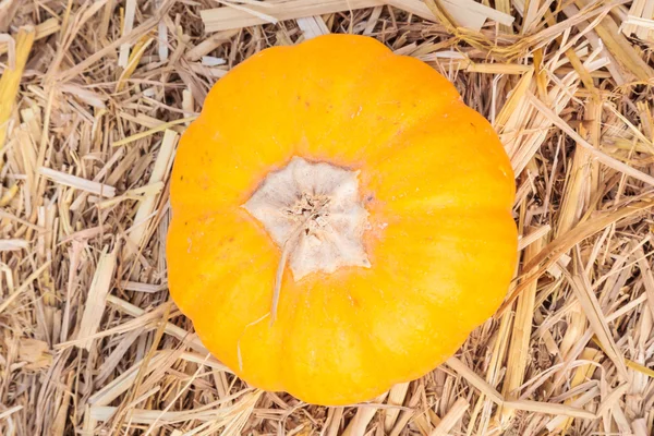 Orange pumpkin on straw — Zdjęcie stockowe