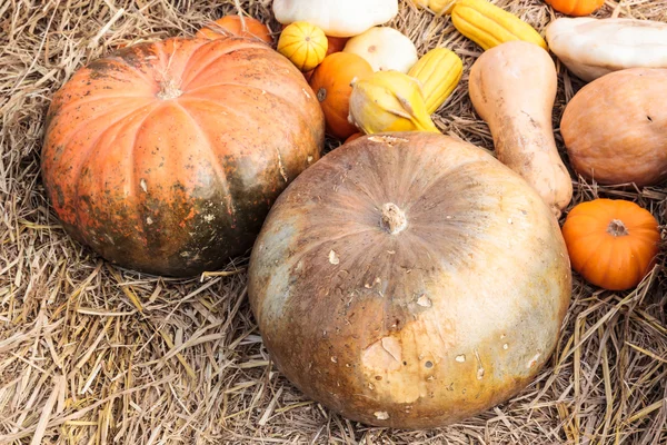 Gruppo di zucche su paglia — Foto Stock