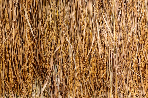 スパイクと乾いた藁の山 — ストック写真