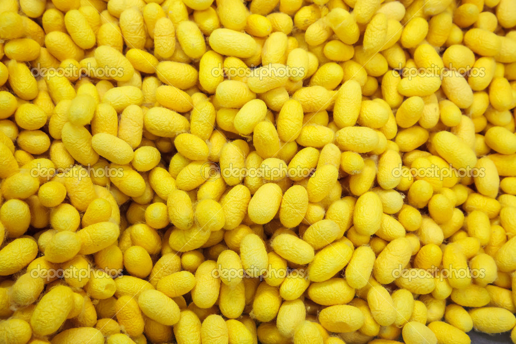 yellow cocoons surface |图库照片08atthapol saita#21020295