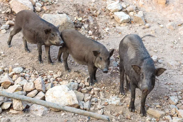 Grup siyah yaban domuzu duran — Stok fotoğraf