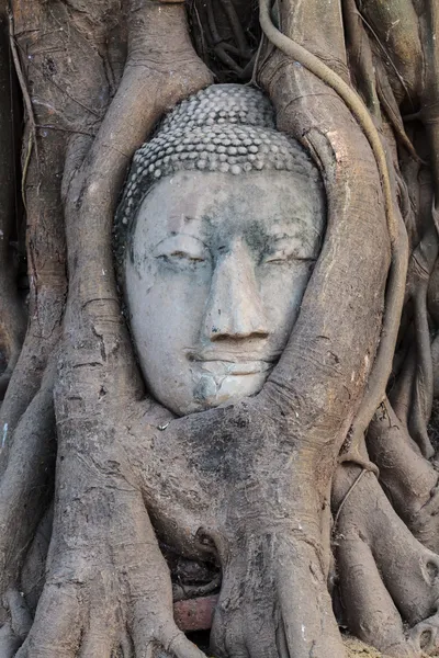 Buddha huvud i trädrot — Stockfoto