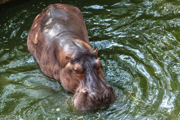 Hippopotamus svømning i vand - Stock-foto