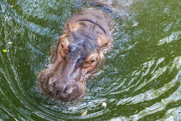 Hippopotamus svømning i vand - Stock-foto
