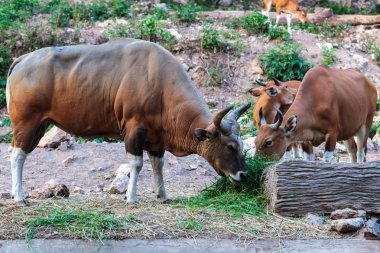 kahverengi bant ve çim yeme buzağı