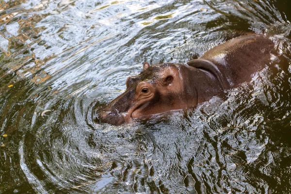 Hippopotamus vízben úszik — Stock Fotó