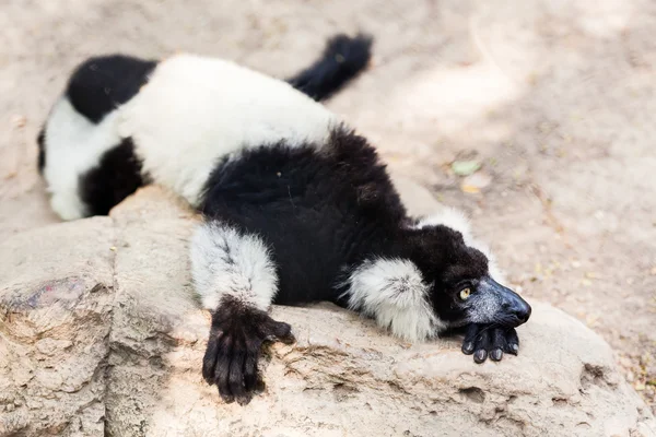 Balck i biały lemur na skale — Zdjęcie stockowe