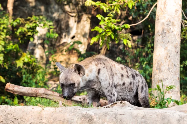 Hiena no zoológico — Fotografia de Stock