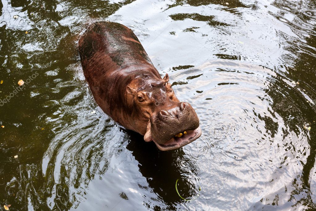 Hippopotamus standing in water